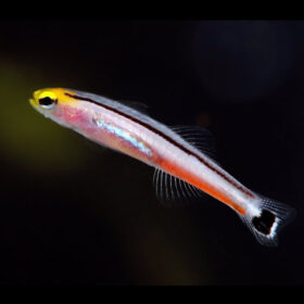 Aioliops Megastigma, Mini Dart Goby