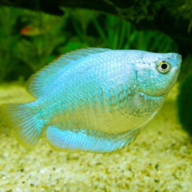 Blue Dwarf Gourami Female Trichogaster lalius