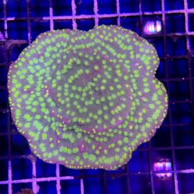 Echinopora Lamellosa (Premium)