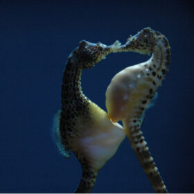 Hippocampus Abdominalis (Pair), Big-Belly Seahorse
