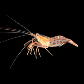 Lysmata Vittata Peppermint Cleaner Shrimp