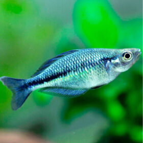 Melanotaenia Lacustris