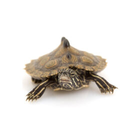 Mississippi Map Turtle (Graptemys Pseudogeographica Kohni)