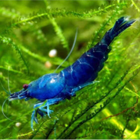 Neocaridina Heteropoda Blue Velvet Shrimp