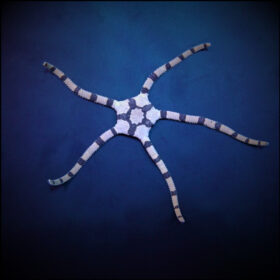 Ophiolepis Superba Banded brittlestar