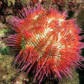 Salmacis Bicolor, sea urchin