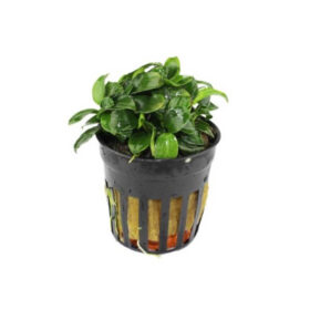 Anubias Nana Mini pot