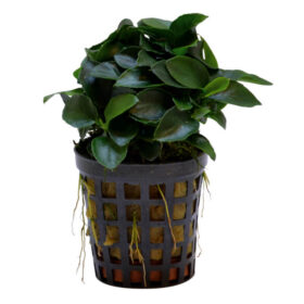 Anubias Bonsai pot