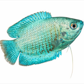 Blue Dwarf Gourami