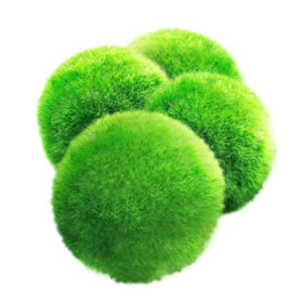 Cladophora Aegagropila Moss Ball