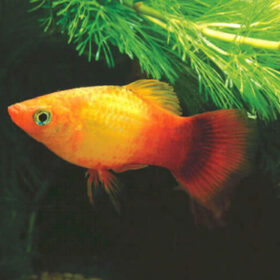 Platy Sunset