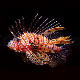 Pterois Mombasae, Mombasa Lionfish