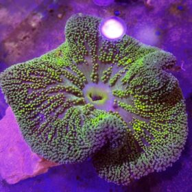 Stichodactyla Haddoni Green, Carpet anemone