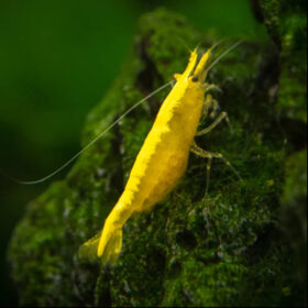 Yellow Cherry Shrimp