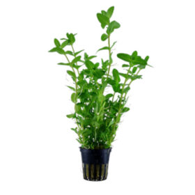 Bacopa Caroliniana pot