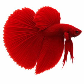 Betta Half Moon Red WYSIWYG