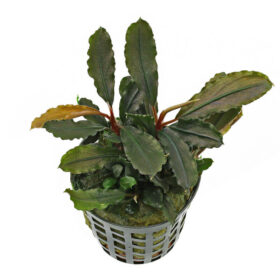 Bucephalandra Lamandau pot