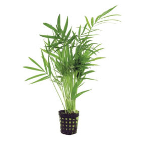 Chamaedorea Palm