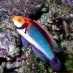Cirrhilabrus Solorensis Red Head Solon