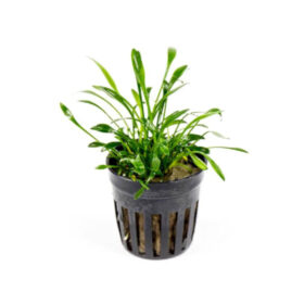 Cryptocoryne Parva pot