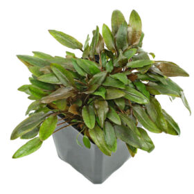 Cryptocoryne Wendtii Brown pot