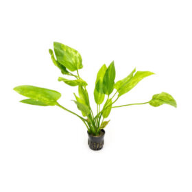 Echinodorus Cordifolius marble queen pot