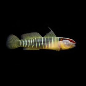 Elacatinus Multifasciatus