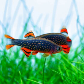 Galaxy Rasbora