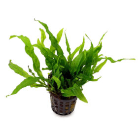 Microsorium Pteropus Mini Pot