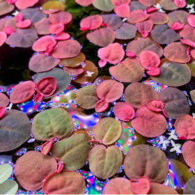 Phyllanthus Fluitans