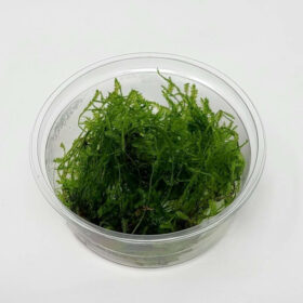 Taxiphyllum sp. Spiky Moss in vitro