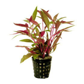 Alternanthera Reineckii Pot