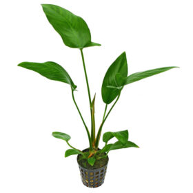 Anubia Hastifolia Pot