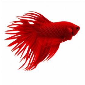 Betta Crowntail Male Red WYSIWYG