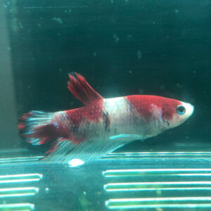 Betta Fancy Koi WYSIWYG