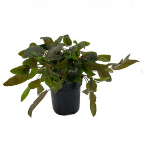 Cryptocoryne Mix Pot