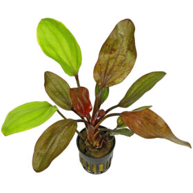 Echinodorus Fancy Twist Pot
