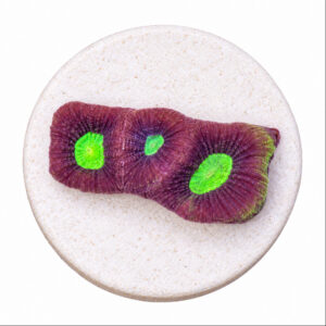 Favites Complanata Dragon Soul (Frag)