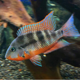 Firemouth Cichlid