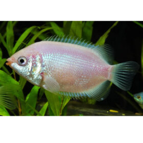 Gourami Pink Kissing