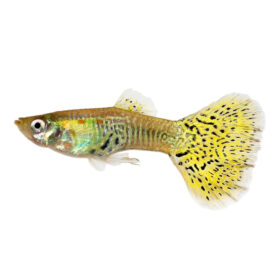 Guppy Male Gold Snakeskin