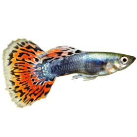 Guppy Male Metallic Blue