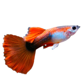 Guppy Male Red Tuxedo