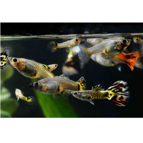 Guppy Snakeskin Male