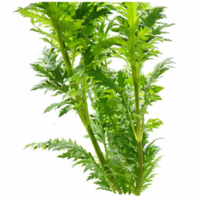 Hygrophila Difformis "Wisteria" Pot