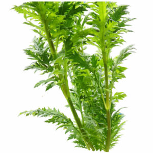 Hygrophila Difformis "Wisteria" Pot