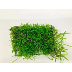 Java Moss On Net Pad