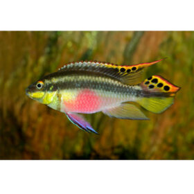 Kribensis