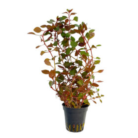 Ludwigia Super Red Mini Pot