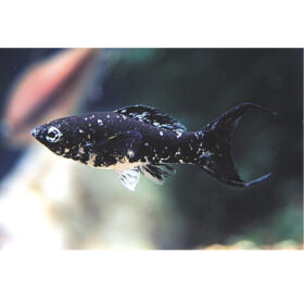 Molly Black Marble Lyretail